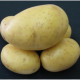 Sadbové brambory Princess - Solanum tuberosum - brambory - 5 kg