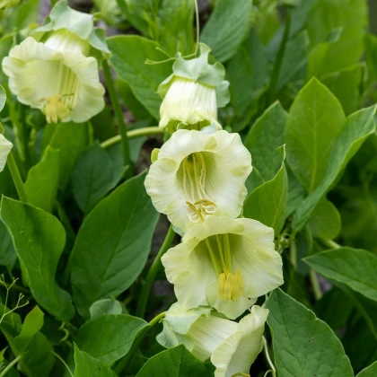 Vilec šplhavý bílý - Cobaea scandens - semena vilce - 7 ks