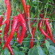Paprika Pálivec - Capsicum annuum - semena papriky - 20 ks