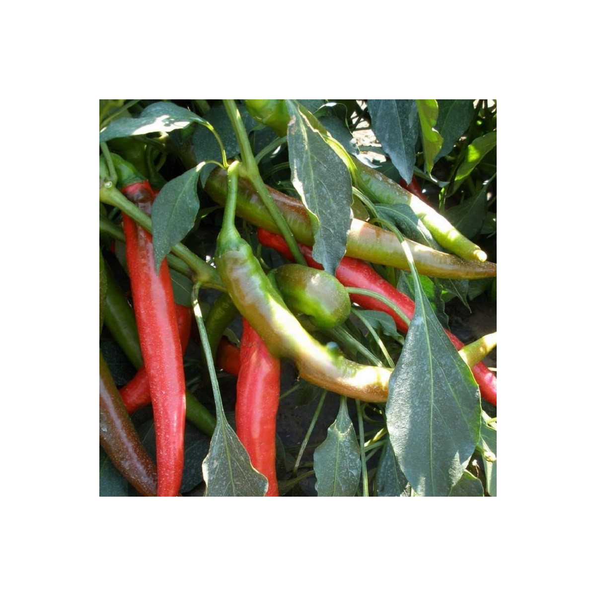Paprika Pálivec - Capsicum annuum - semena papriky - 20 ks