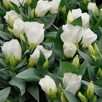 Eustoma Carmen Ivory – Eustoma grandiflorum – eustoma magok – 12 db