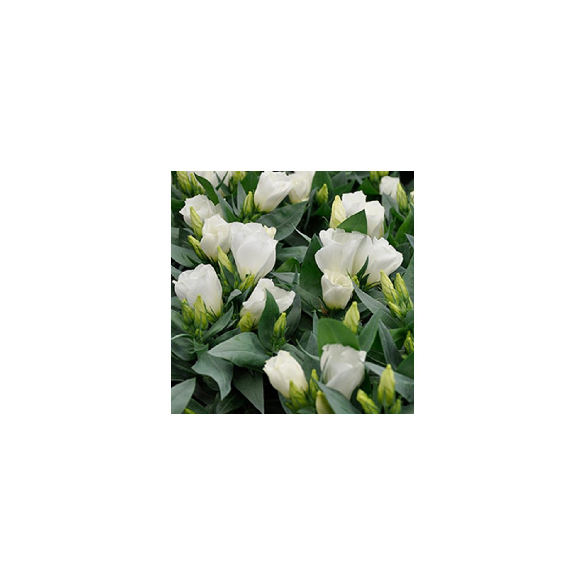 Eustoma Carmen Ivory – Eustoma grandiflorum – eustoma magok – 12 db