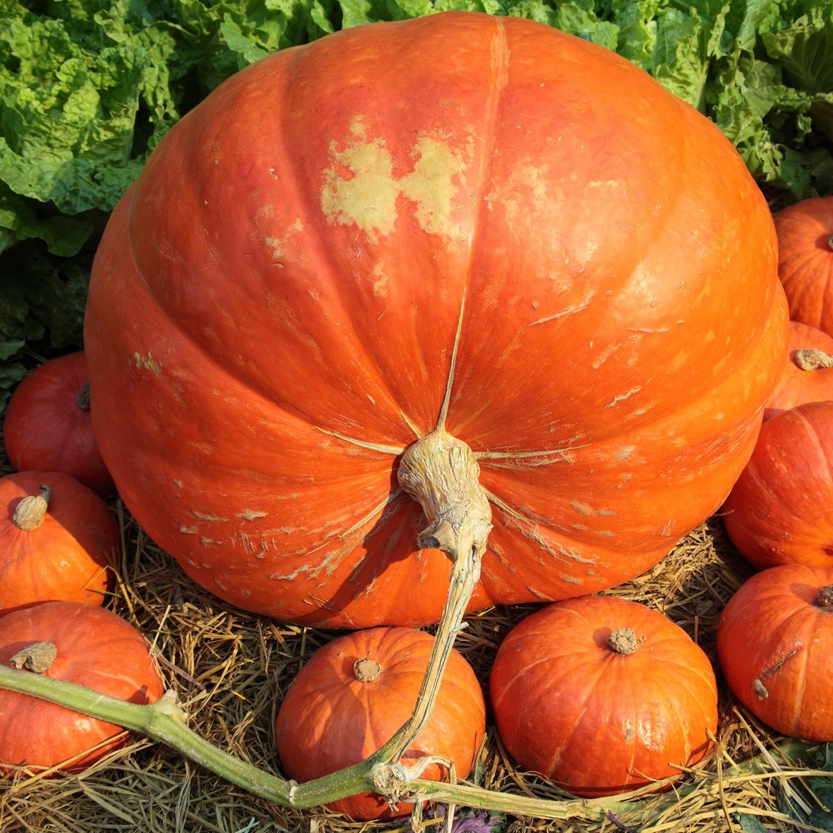 Dýně obrovská Atlantic Giant - Cucurbita maxima duch. - semena dýně - 4 ks