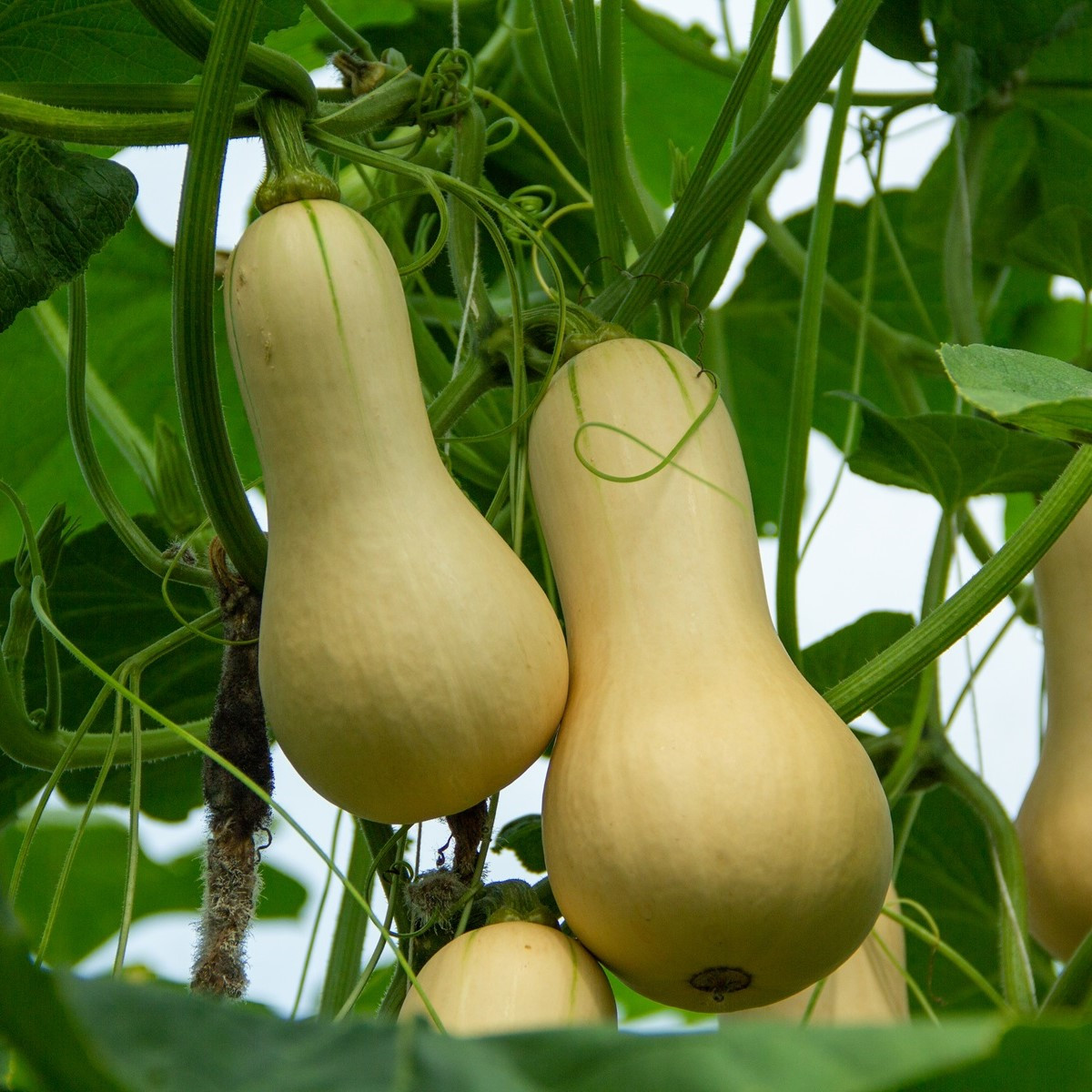Dýně máslová Butternut - Cucurbita moschata - semena dýně - 6 ks