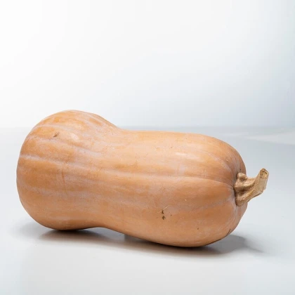 Dýně máslová Butterfly F1 - Cucurbita moschata - semena dýně - 6 ks