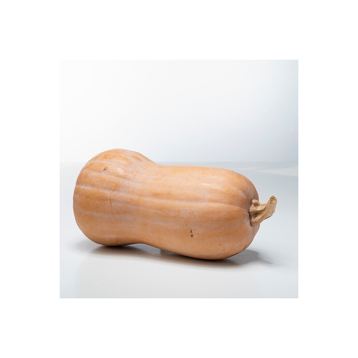 Dýně máslová Butterfly F1 - Cucurbita moschata - semena dýně - 6 ks