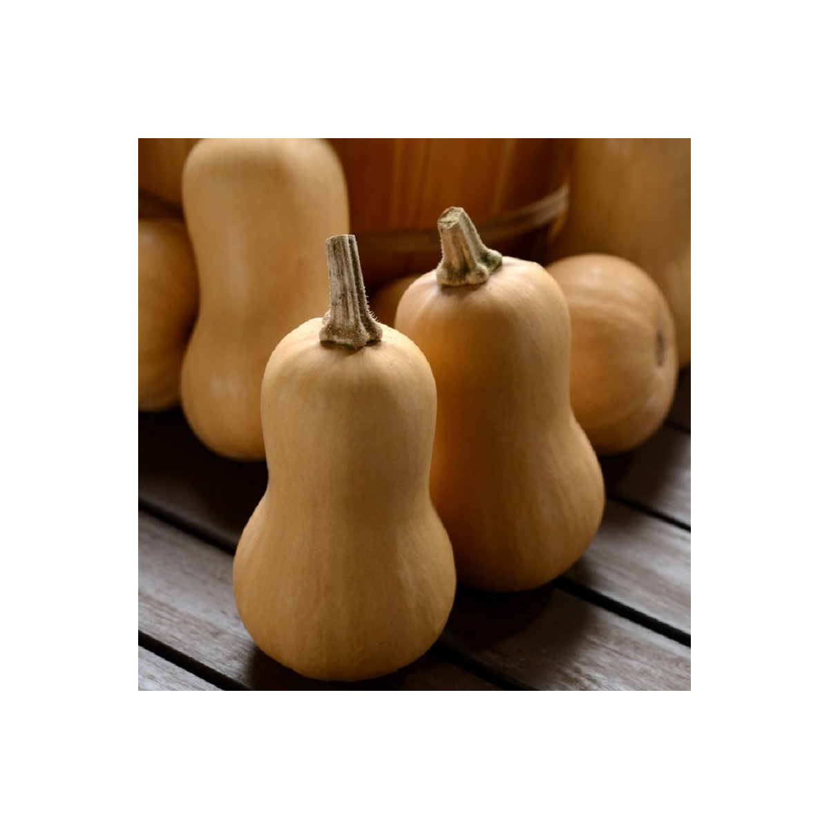 Dýně máslová Butterbaby F1 PMT - Cucurbita moschata - semena dýně - 6 ks