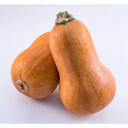 Dýně máslová Honeynut - Cucurbita moschata - semena dýně - 6 ks