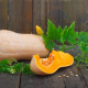 Dýně máslová Butternut - Cucurbita moschata - semena dýně - 6 ks