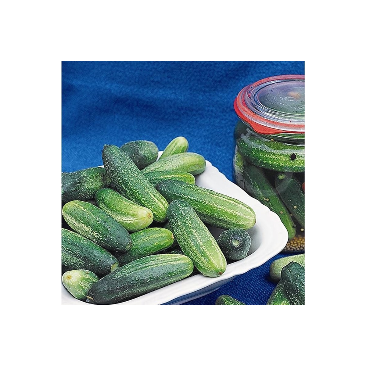 Okurka Tellus F1 - Cucumis sativus - semena okurky - 4 ks