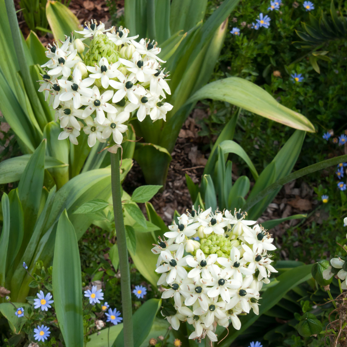 Snědek Saundersův - Ornithogalum saundersiae - cibule snědku - 1 ks