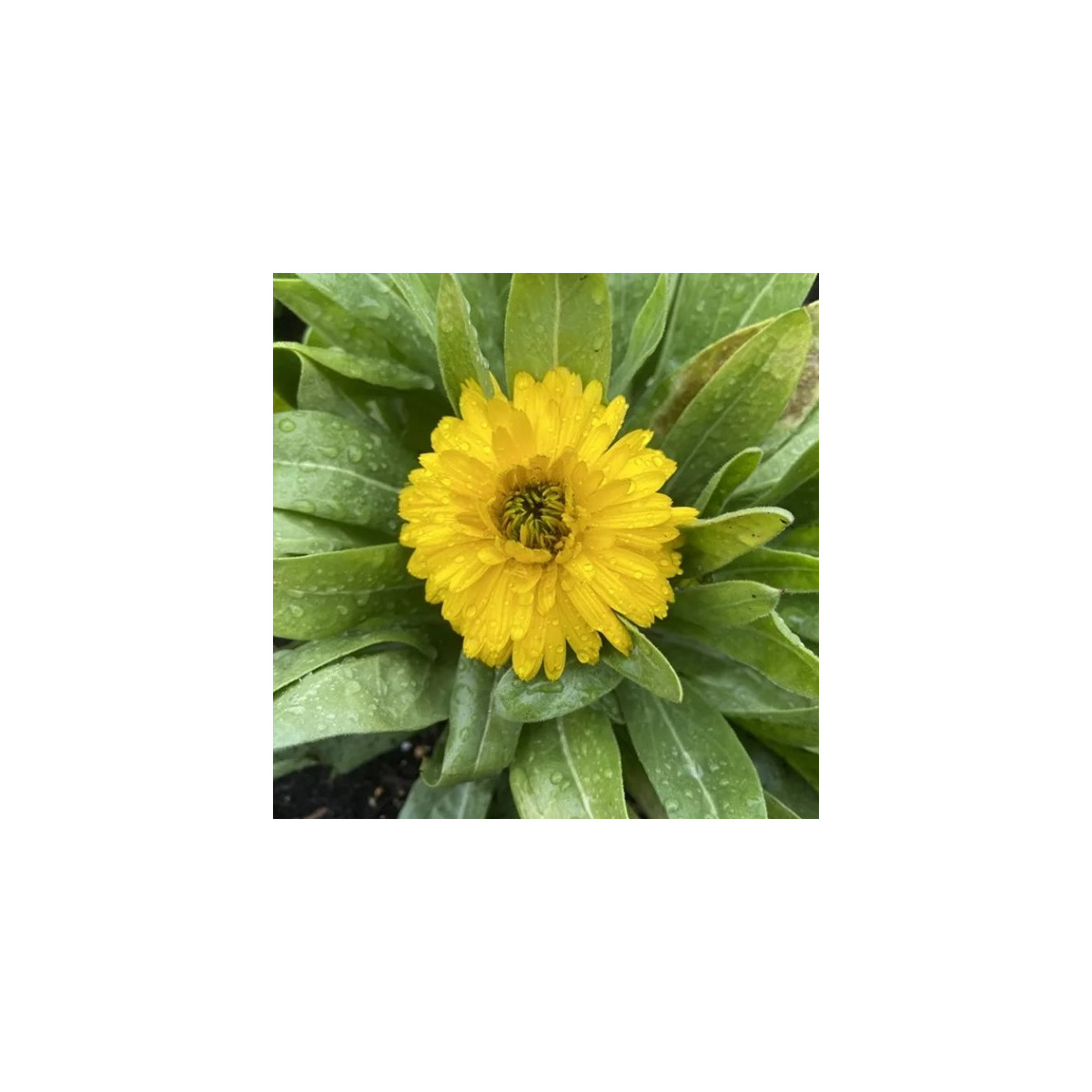 Měsíček lékařský Bon Bon žlutý - Calendula officinalis - semena měsíčku - 20 ks