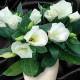 Eustoma Carmen Ivory – Eustoma grandiflorum – eustoma magok – 12 db