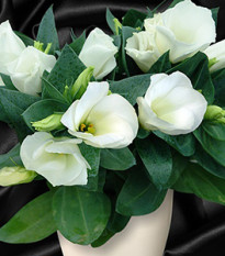 Eustoma Carmen Ivory – Eustoma grandiflorum – eustoma magok – 12 db