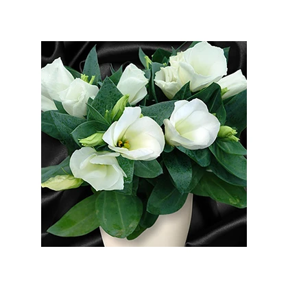 Eustoma Carmen Ivory – Eustoma grandiflorum – eustoma magok – 12 db