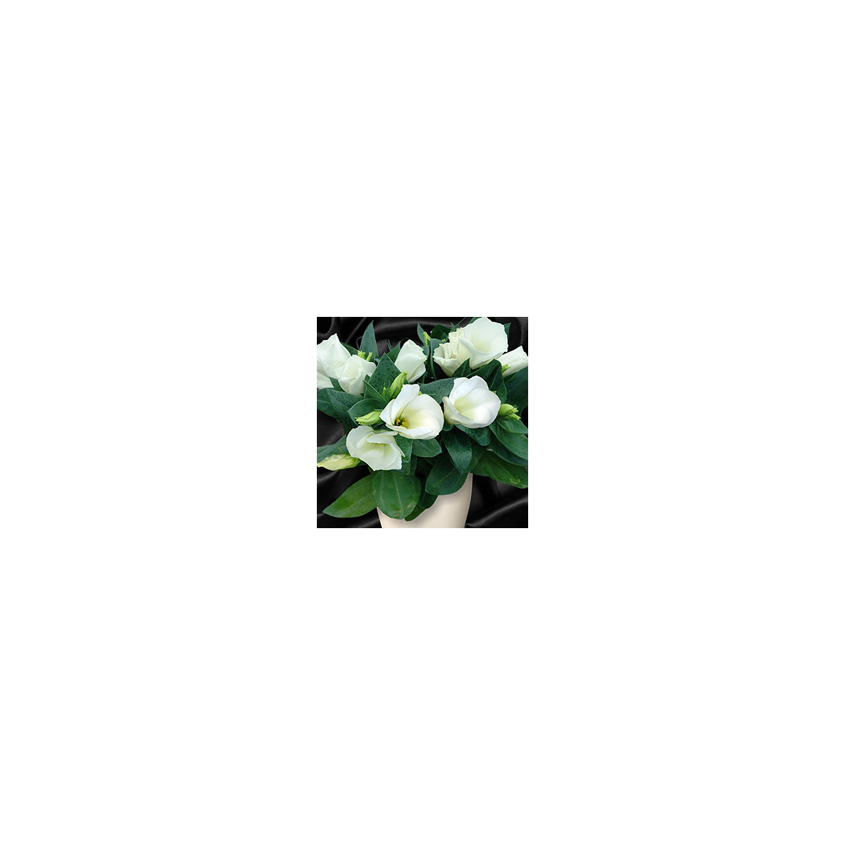 Eustoma Carmen Ivory – Eustoma grandiflorum – eustoma magok – 12 db