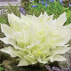 Bohyška - Hosta White Feather - hlízy bohyšky - 1 ks
