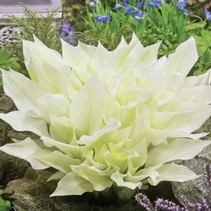 Bohyška - Hosta White Feather - hlízy bohyšky - 1 ks