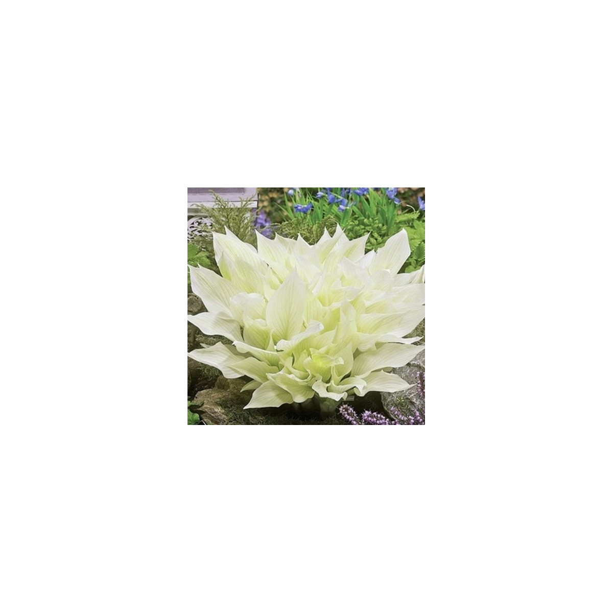 Bohyška - Hosta White Feather - hlízy bohyšky - 1 ks