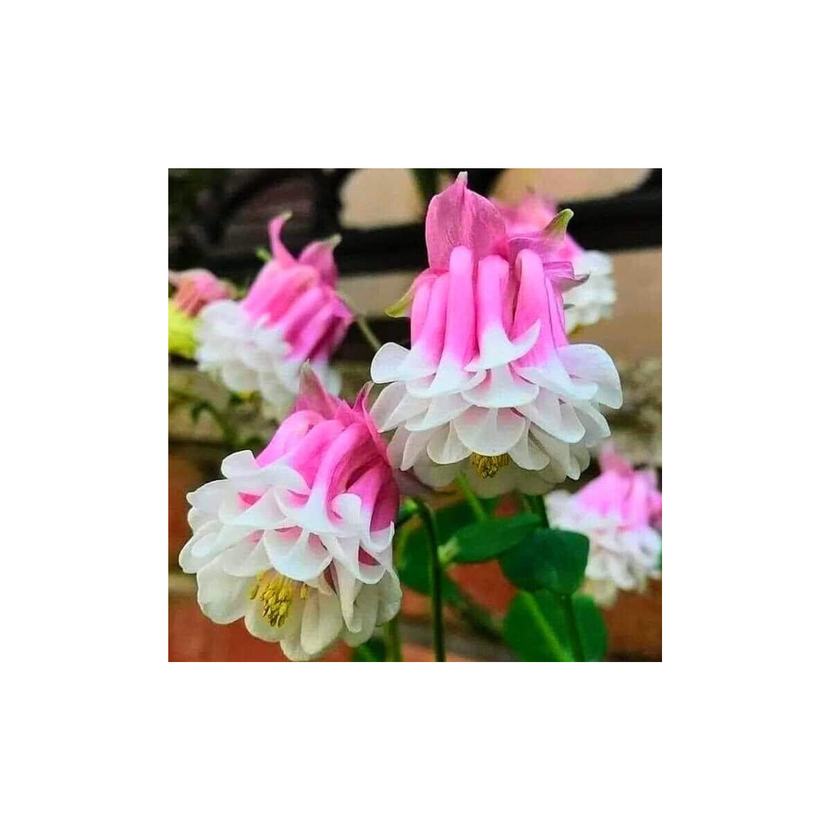 Orlíček Pink Pettitcoat - Aquilegia - prostokořenné sazenice orlíčku - 1 ks