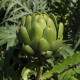 BIO Artyčok Imperial - Cynara cardunculus - bio semena artyčoku - 10 ks
