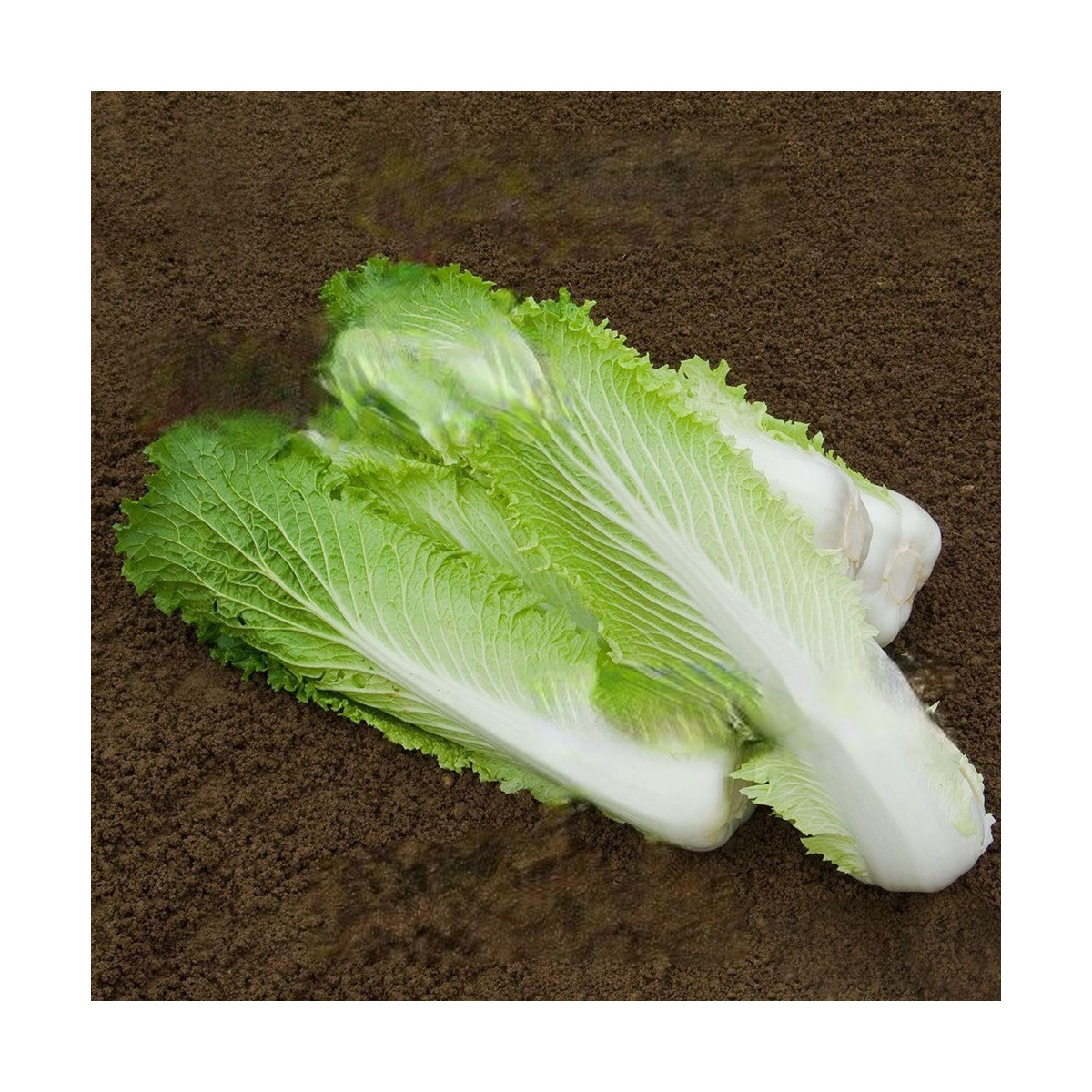 Bio pekingské zelí Granat - Brassica rapa pekinensis - bio semena zelí - 100 ks