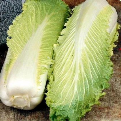 Bio pekingské zelí Granat - Brassica rapa pekinensis - bio semena zelí - 100 ks