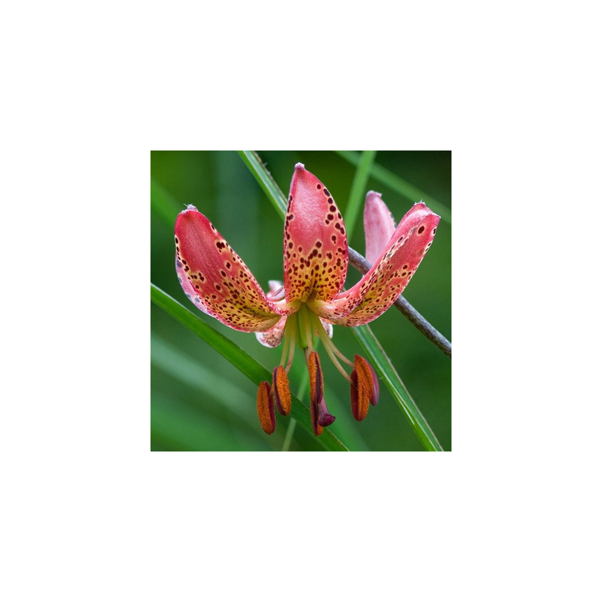 Lilie Martagon Manitoba - Lilium - cibule lilie - 1 ks