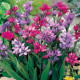 Babiana Kew Hybrids - Babiana stricta - prostokořenné sazenice babiany - 3 ks