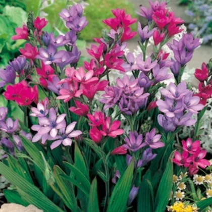 Babiana Kew Hybrids - Babiana stricta - prostokořenné sazenice babiany - 3 ks