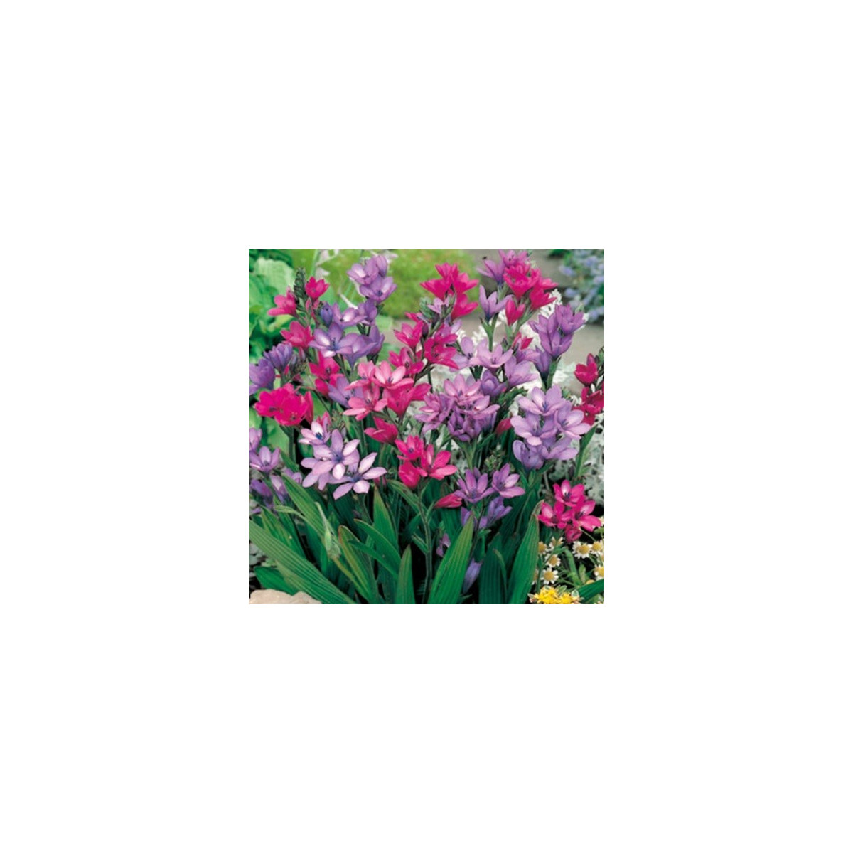 Babiana Kew Hybrids - Babiana stricta - prostokořenné sazenice babiany - 3 ks