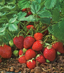 Jahodník Polka - Fragaria ananassa - szabadgyökerű eperpalánta - 3 db