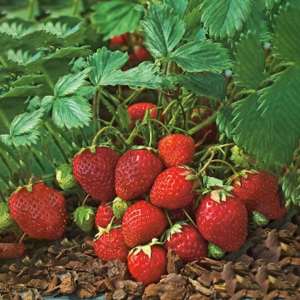 Jahodník Polka - Fragaria ananassa - prostokořenné sazenice jahodníku - 5 ks