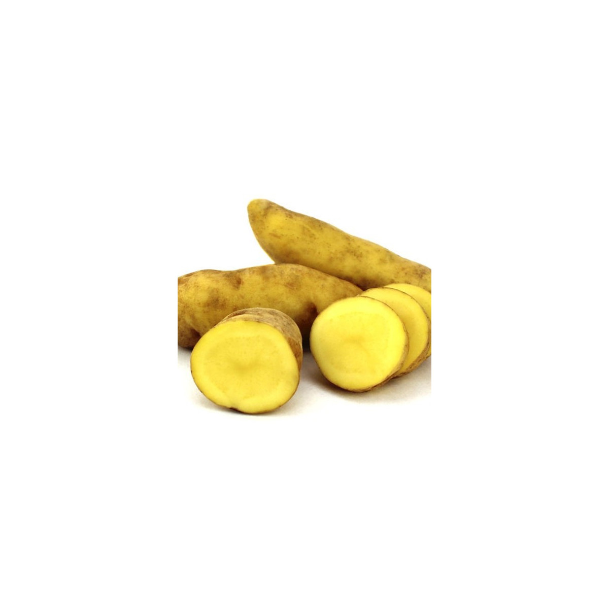Sadbové brambory Ratte - Solanum tuberosum - 5 ks
