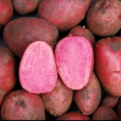 Sadbové brambory Heiderot - Solanum tuberosum - brambory - 5 ks