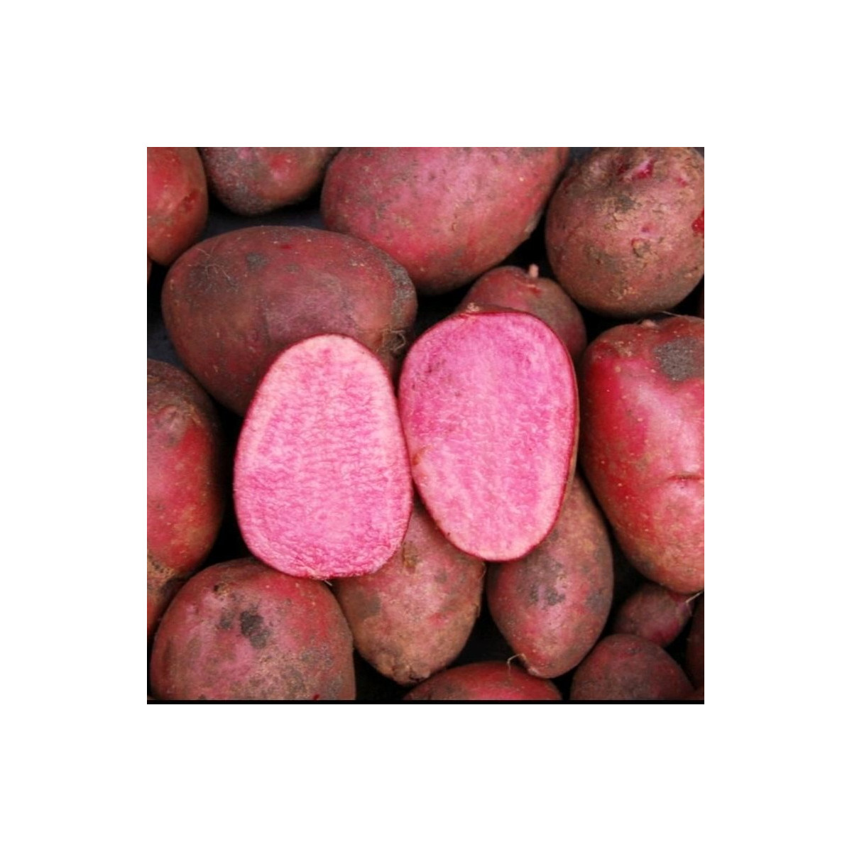 Sadbové brambory Heiderot - Solanum tuberosum - brambory - 5 ks