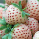 Jahodník Pineberry - Fragaria ananassa - prostokořenné sazenice jahodníku - 2 ks