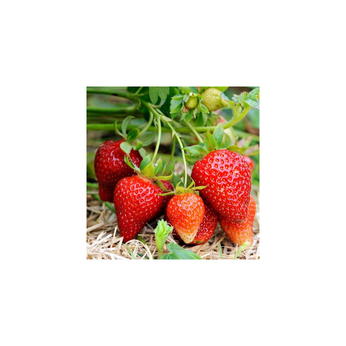 Jahodník Elsanta - Fragaria ananassa - prostokořenné sazenice jahodníku - 5 ks