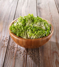 BIO Rukkola - bio csíráztatásra szánt magok - 50 g