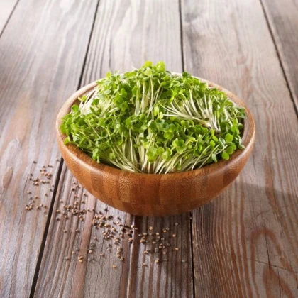 BIO Rukkola - bio csíráztatásra szánt magok - 50 g