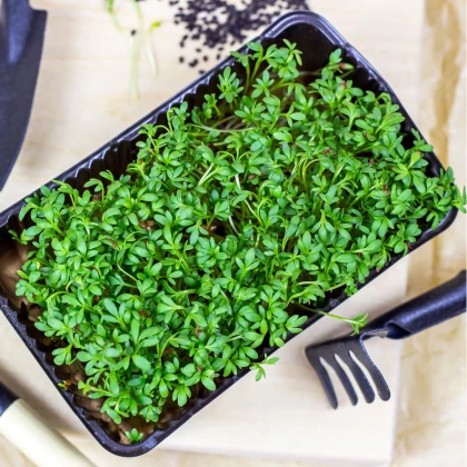 Sada na klíčení - BIO Řeřicha - 1 ks