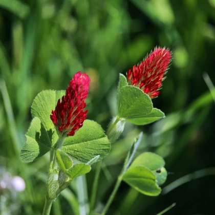 Zelené hnojení - Jetel inkarnát - semena - 75 g