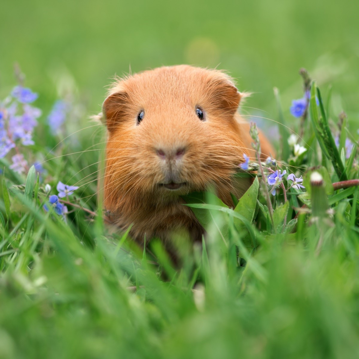 Tráva pro morčata - semena Kiepenkerl - 1 ks