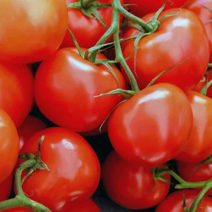 Rajče Sláva Porýní - Lycopersicon lycopersicum L. - semena rajčete - 20 ks