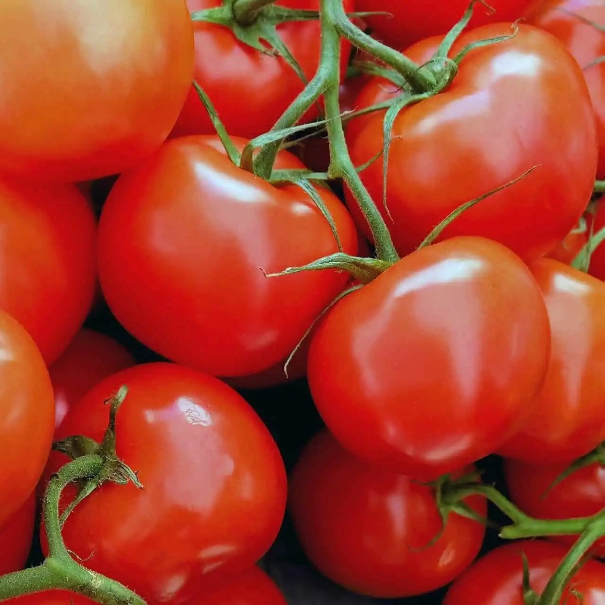 Rajče Sláva Porýní - Lycopersicon lycopersicum L. - semena rajčete - 20 ks