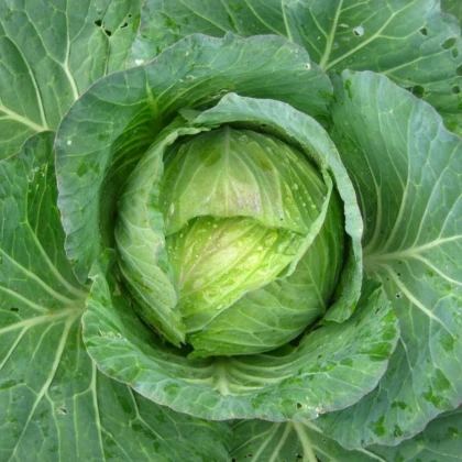 Kapusta hlávková Předzvěst - Brassica oleracea var. Sabauda - semena kapusty - 100 ks