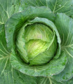 Kapusta hlávková Předzvěst - Brassica oleracea var. Sabauda - semena kapusty - 100 ks
