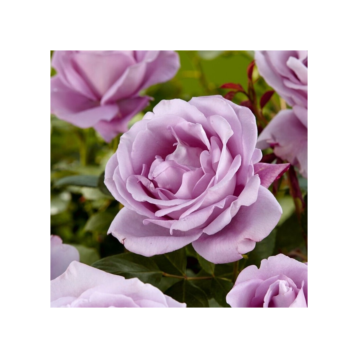 Růže velkokvětá pnoucí fialová - Rosa - prostokořenné sazenice růže - 1 ks