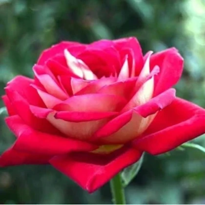 Růže velkokvětá keřová červenobílá - Rosa - prostokořenné sazenice růže - 1 ks