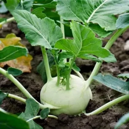 Kedluben Korfu F1 - Brassica oleracea L. - semena kedlubnu - 50 ks